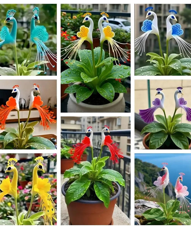 Vibrant Peacock Flower Seeds Pack of 1