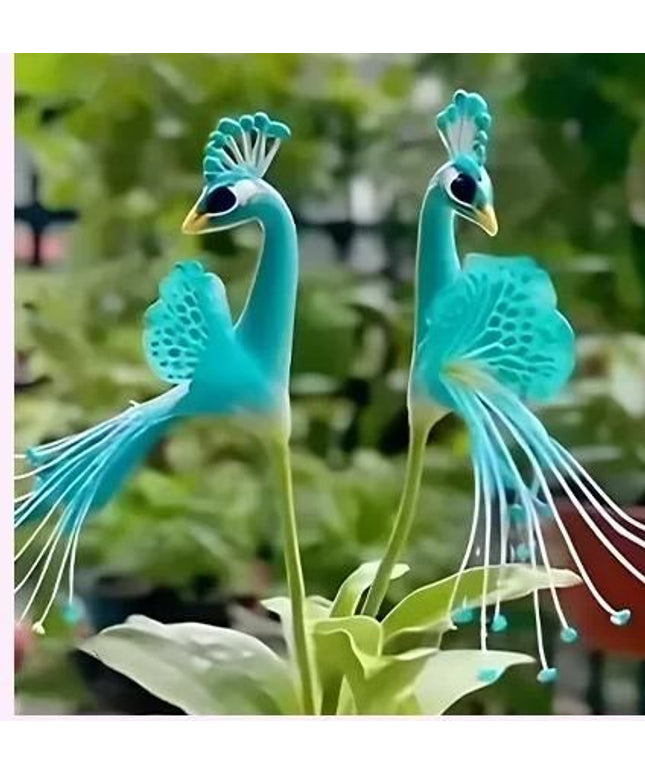 Vibrant Peacock Flower Seeds Pack of 1
